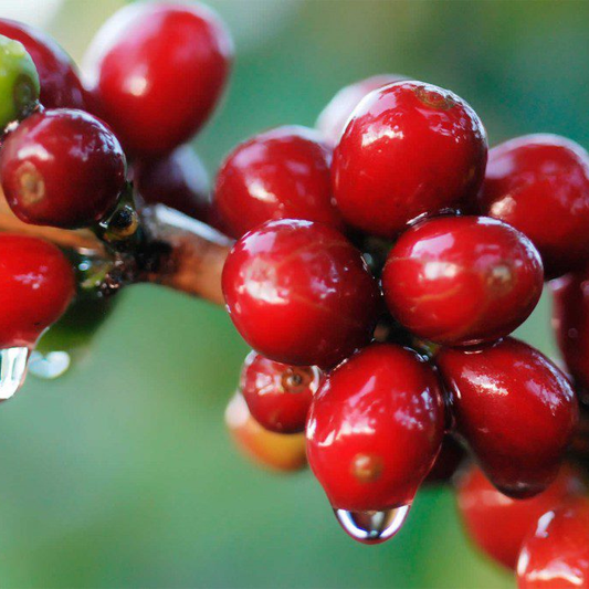 Cereza de café