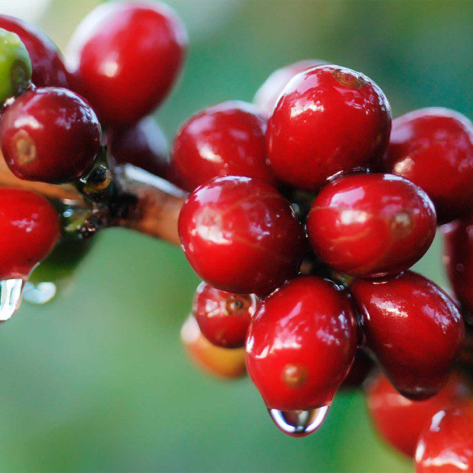 Cereza de café
